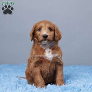 Blast, Goldendoodle Puppy